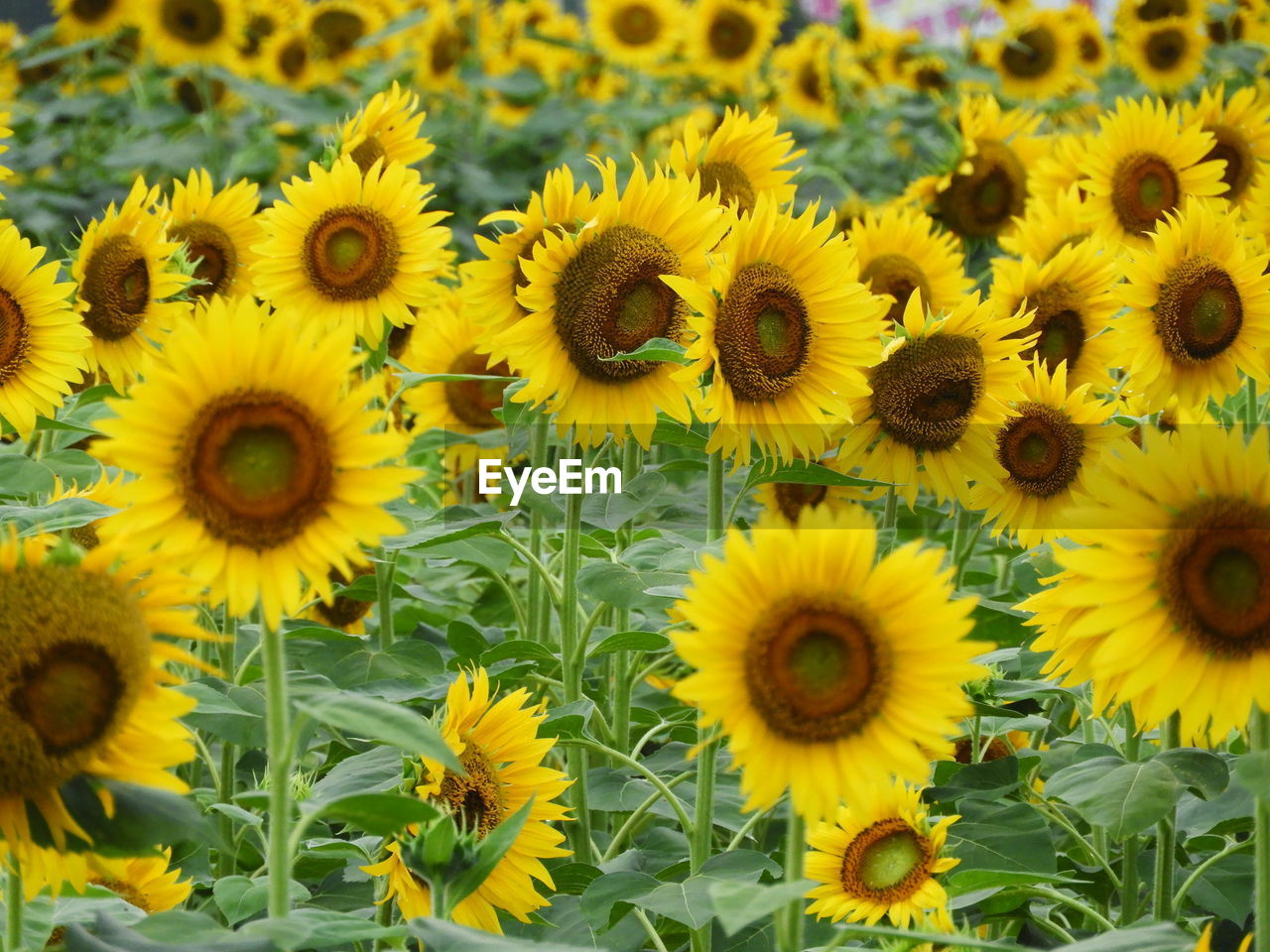 Sunflowers blooming in field