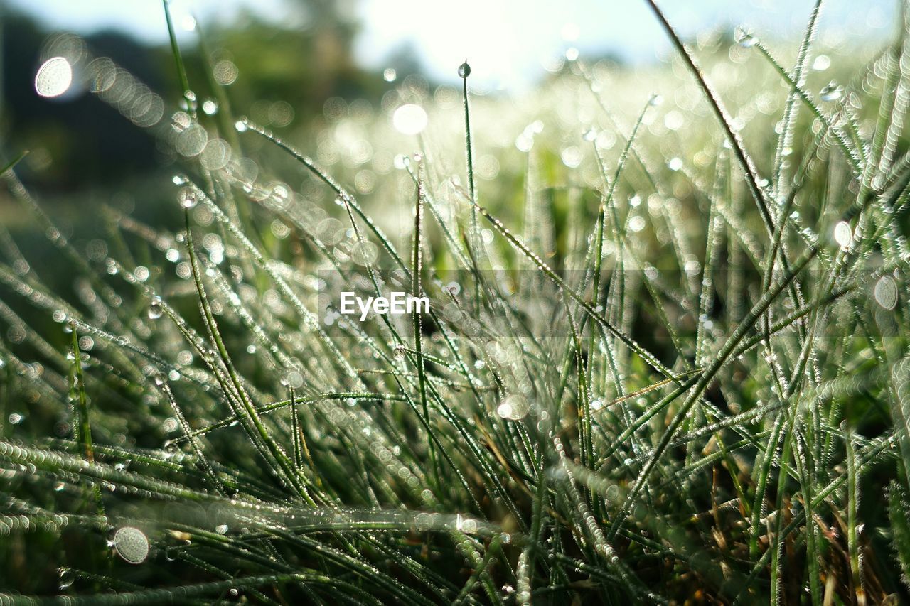 Dew drops on grassy field