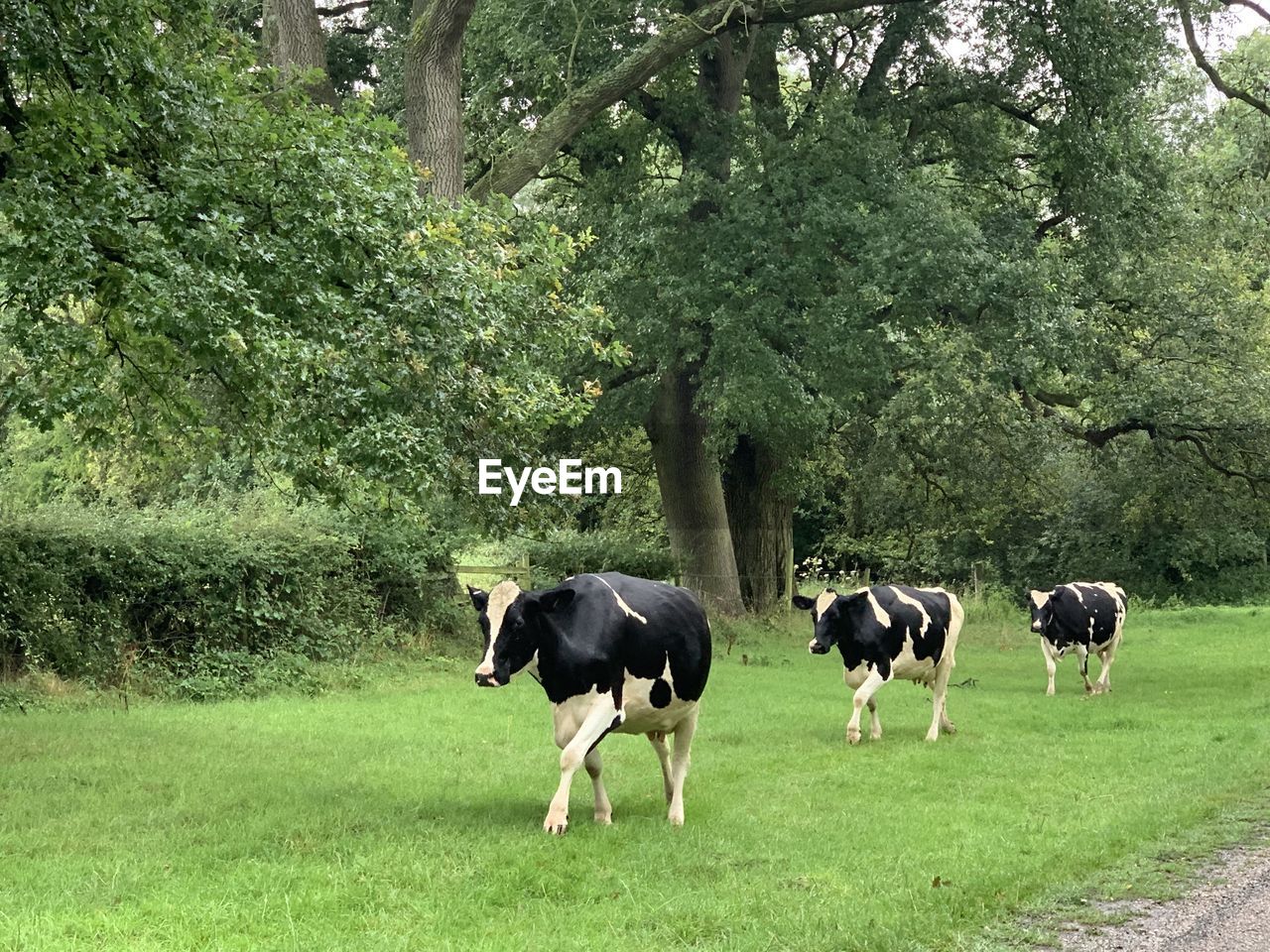 COWS STANDING IN FIELD