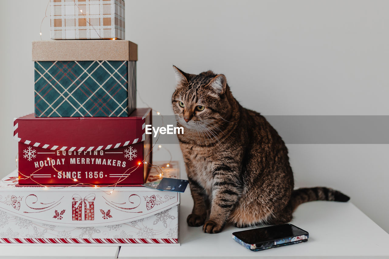 Cat sitting by christmas presents on table