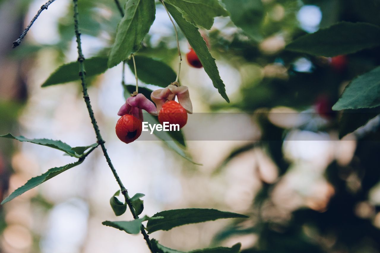 Close-up of berries growing on tree