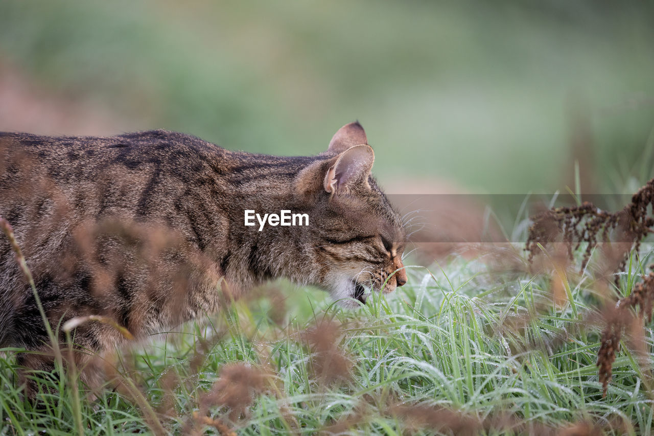 animal, animal themes, mammal, wild cat, cat, lynx, animal wildlife, wildlife, bobcat, feline, one animal, small to medium-sized cats, plant, no people, grass, felidae, nature, whiskers, side view, big cat, domestic animals, pet, outdoors, carnivora, day