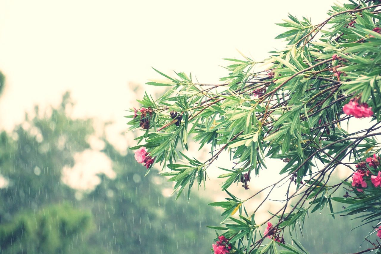 Close-up of plant against trees