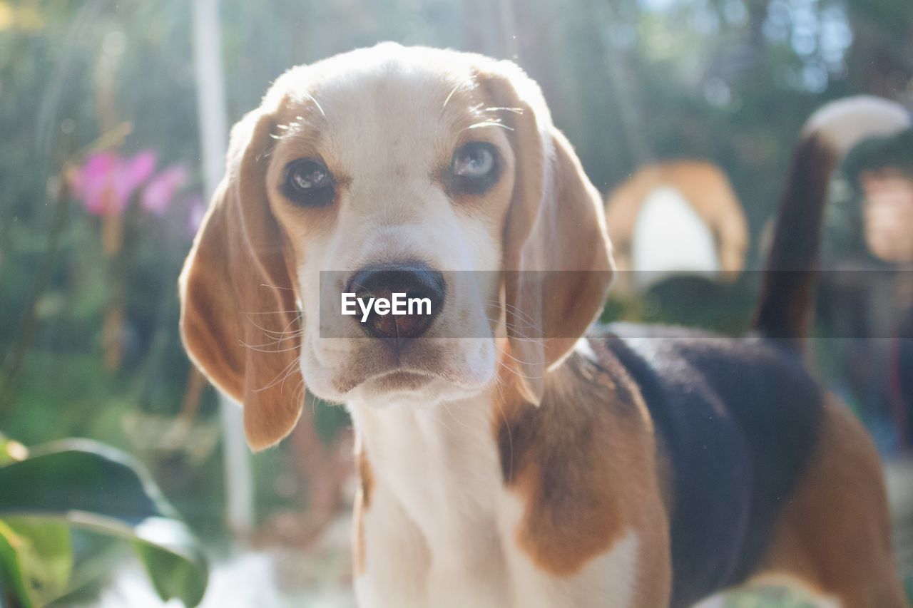 Close-up portrait of  a beagle dog