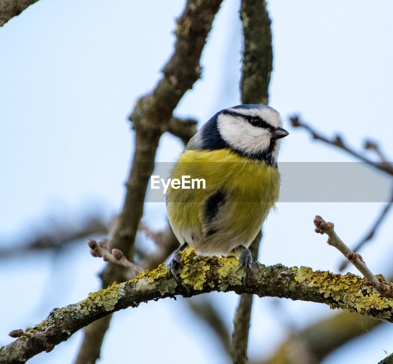 Low angle view of bird perching on tree