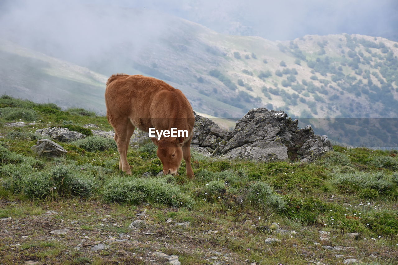 View of a calf grazing on field