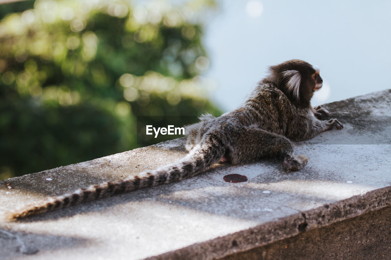 Marmoset relaxing on retaining wall