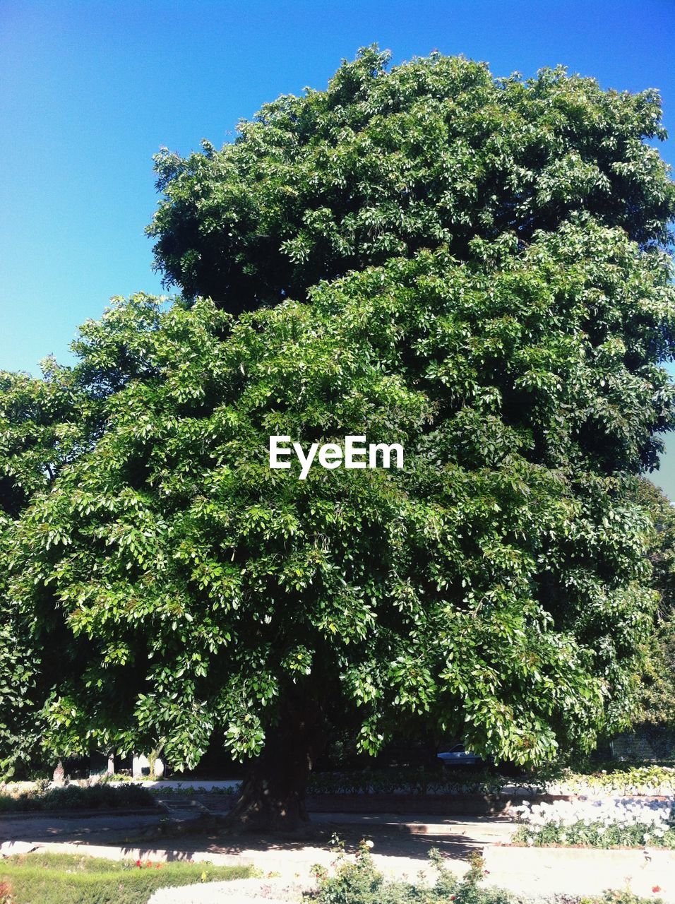 VIEW OF TREES AGAINST CLEAR SKY