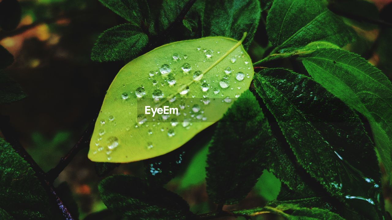 CLOSE-UP OF WATER DROPS ON LEAVES