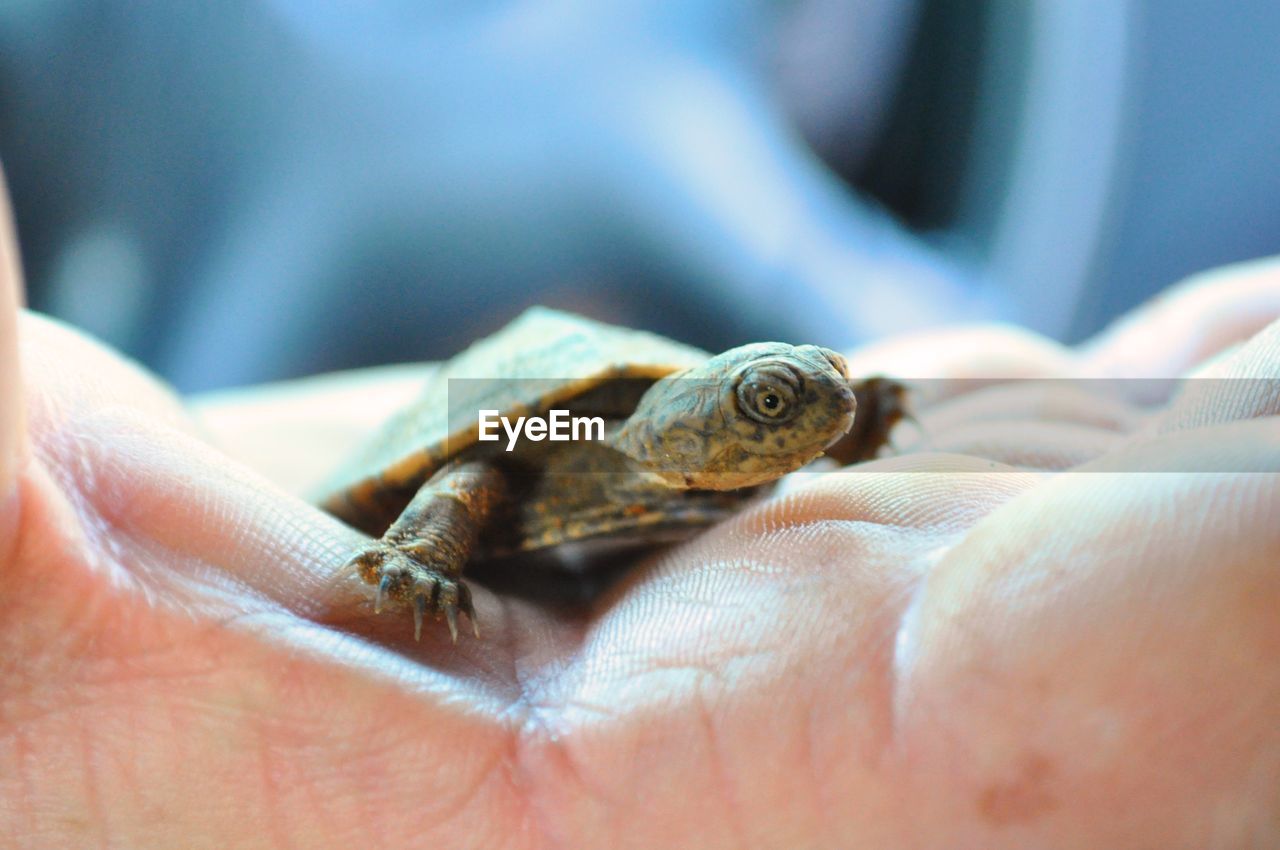 Close-up of hand holding turtle