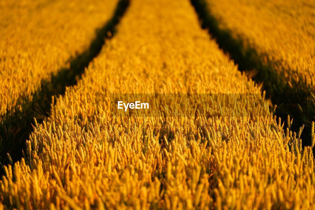 Full frame shot of crops on field