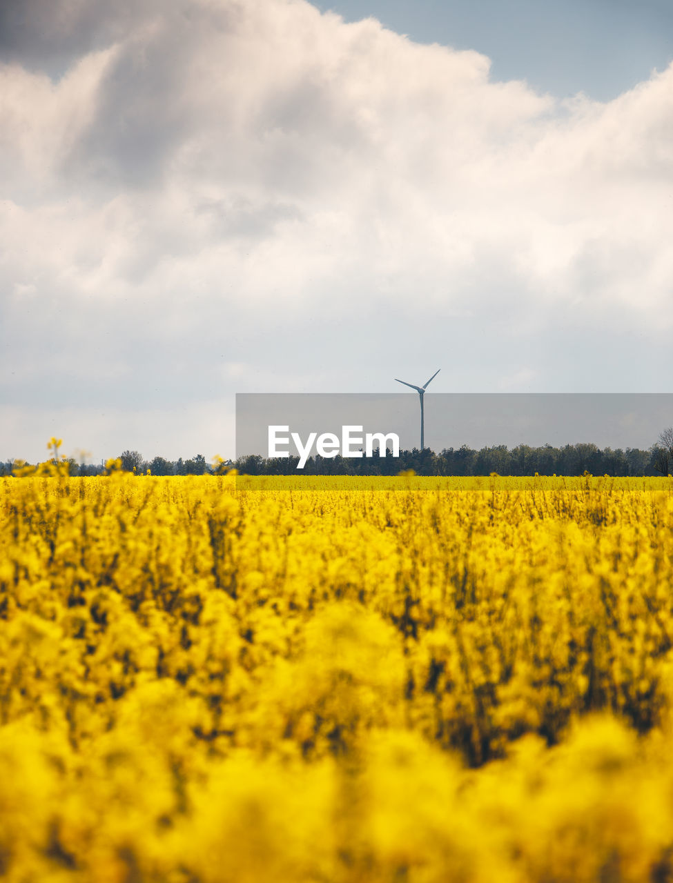 Oilseed rape field against sky