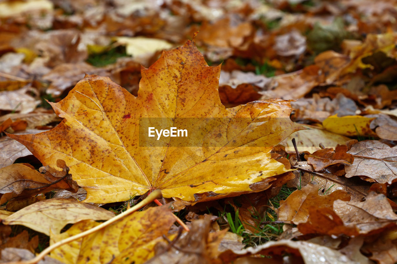 Close-up of fallen maple leaves