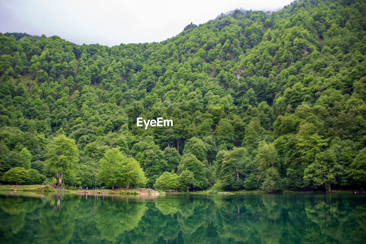 Scenic view of lake by trees