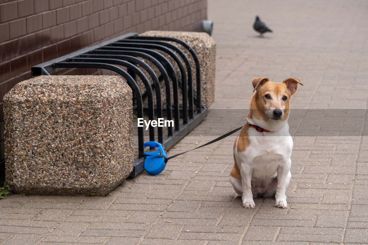 high angle view of dog sitting on floor