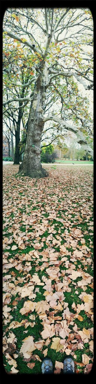 TREES IN AUTUMN