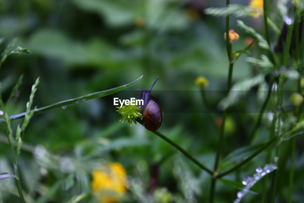 Close-up of plant against blurred background