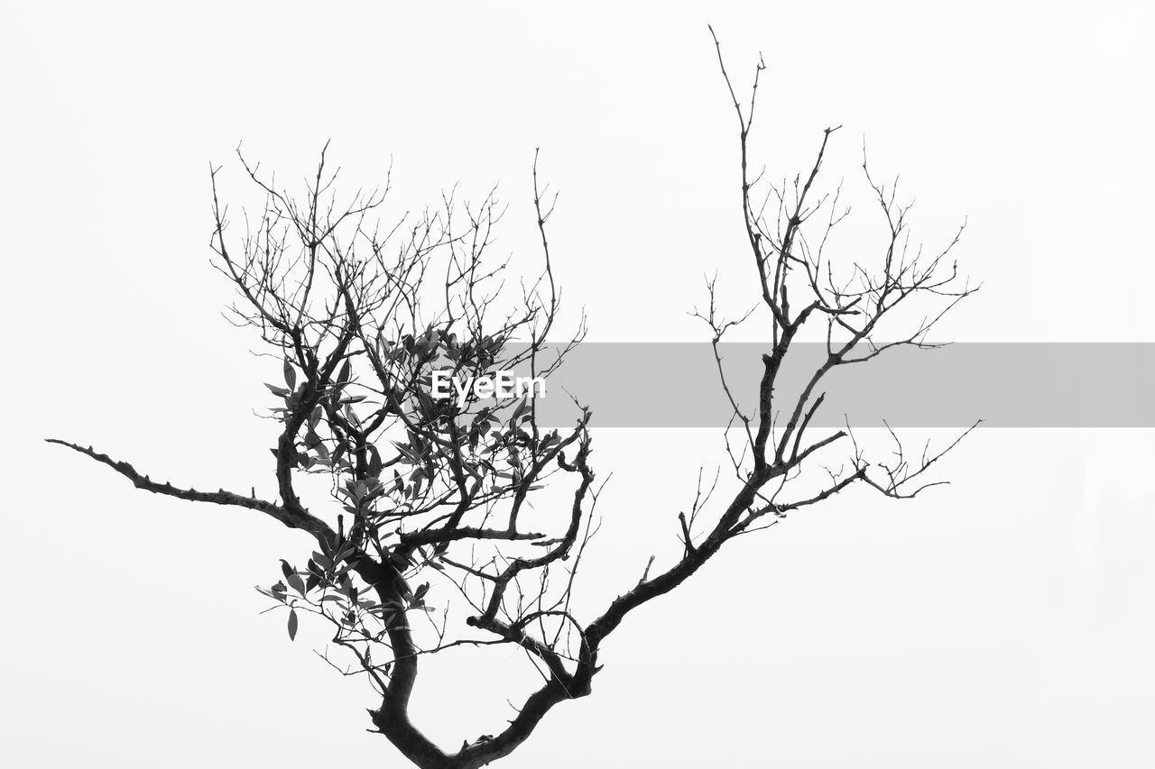 LOW ANGLE VIEW OF BARE TREES AGAINST CLEAR SKY