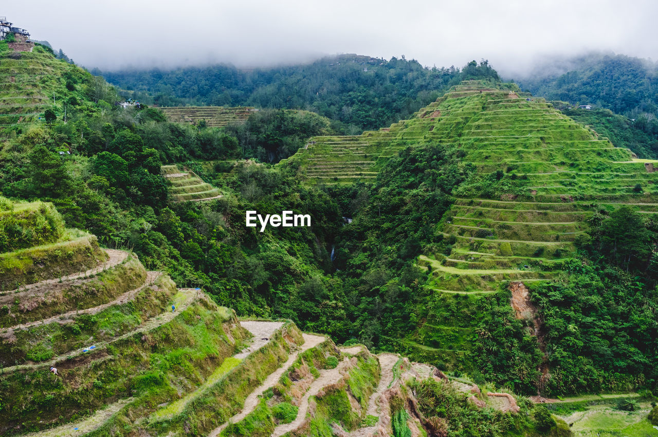 HIGH ANGLE VIEW OF AGRICULTURAL LANDSCAPE