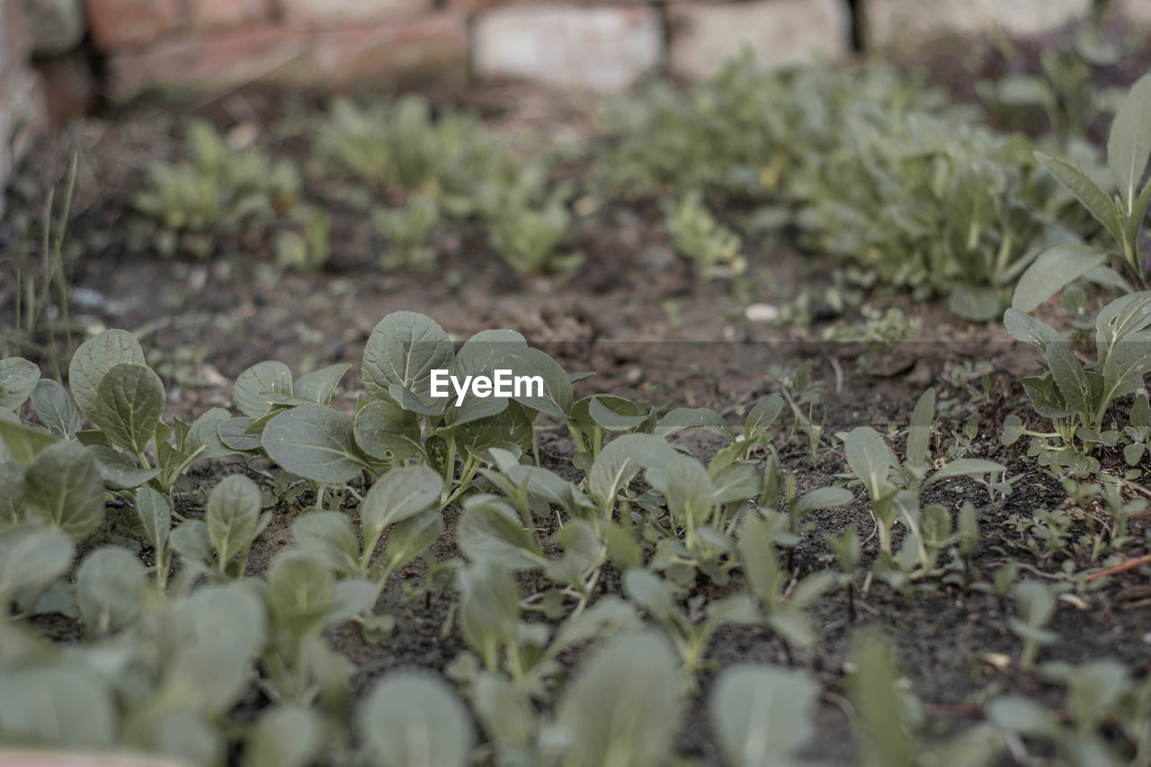 plant, growth, flower, selective focus, leaf, plant part, nature, agriculture, food and drink, food, vegetable, no people, garden, produce, green, freshness, day, field, herb, land, outdoors, vegetable garden, close-up, crop, organic, soil, healthy eating, environment, landscape, dirt, gardening, beauty in nature