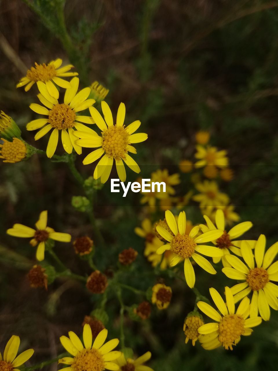 Close-up of yellow flowering plant