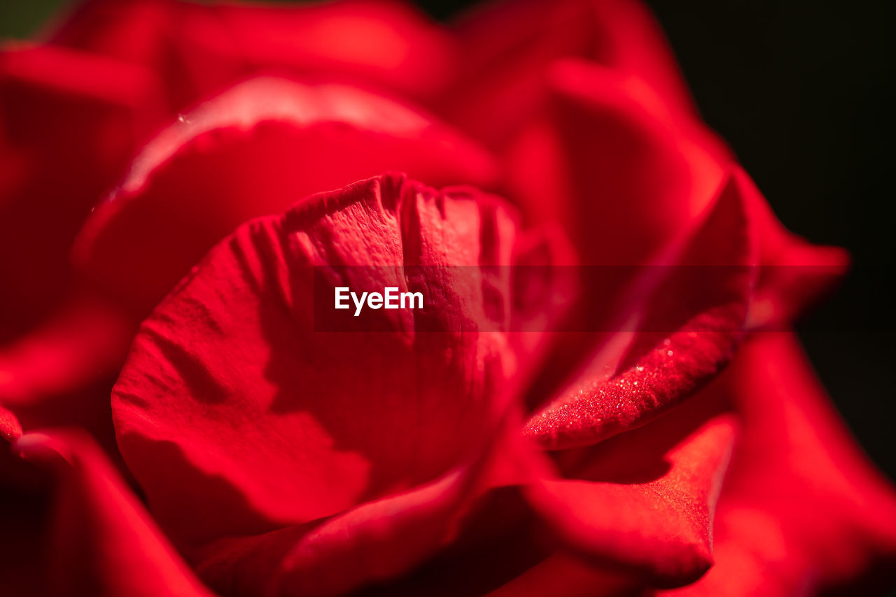 CLOSE-UP OF RED ROSE IN BLACK BACKGROUND