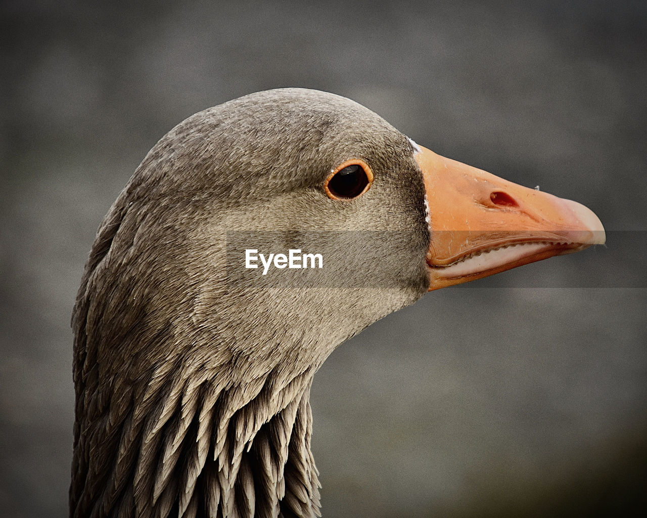 Close-up of a bird looking away