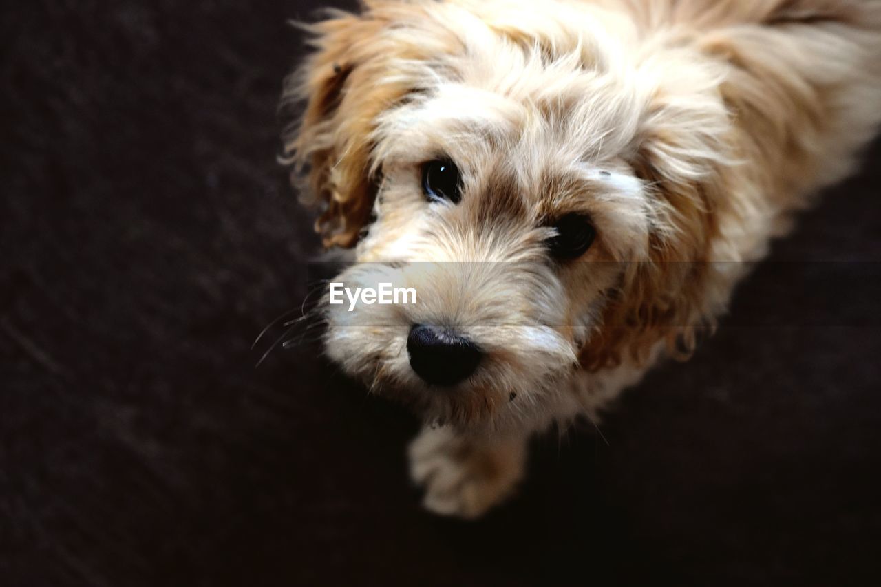 CLOSE-UP PORTRAIT OF DOG IN BLACK BACKGROUND