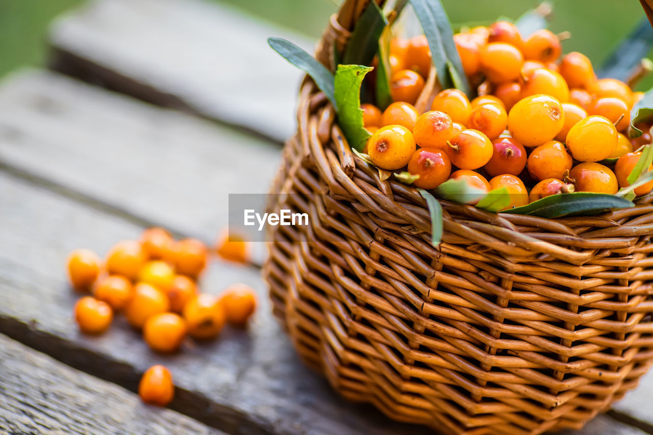 Berries hippophae and leaves. basket of sea buckthorns. harvest sallowthorn. collecting ripe berries