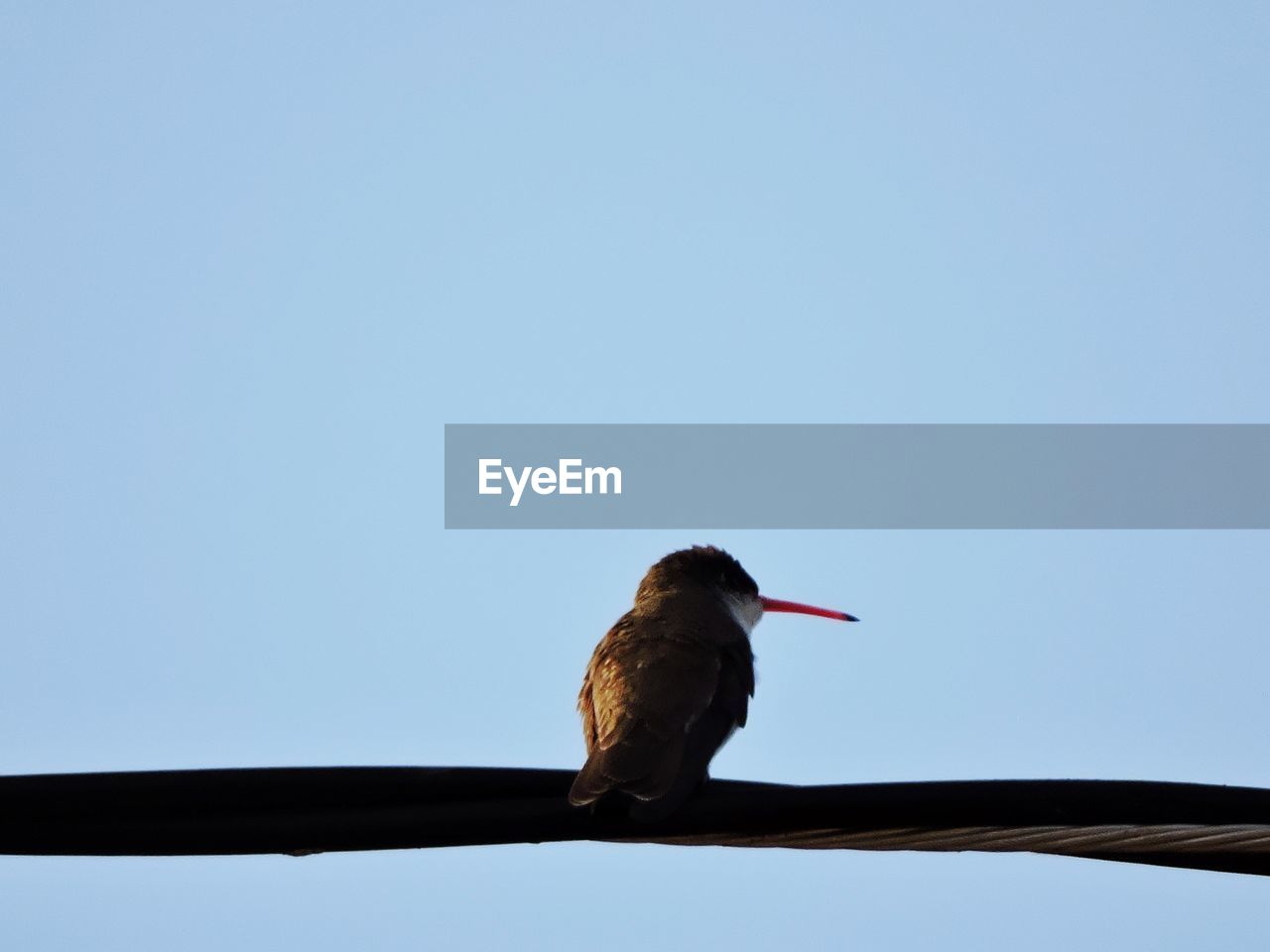 LOW ANGLE VIEW OF A BIRD ON ROOF AGAINST CLEAR SKY