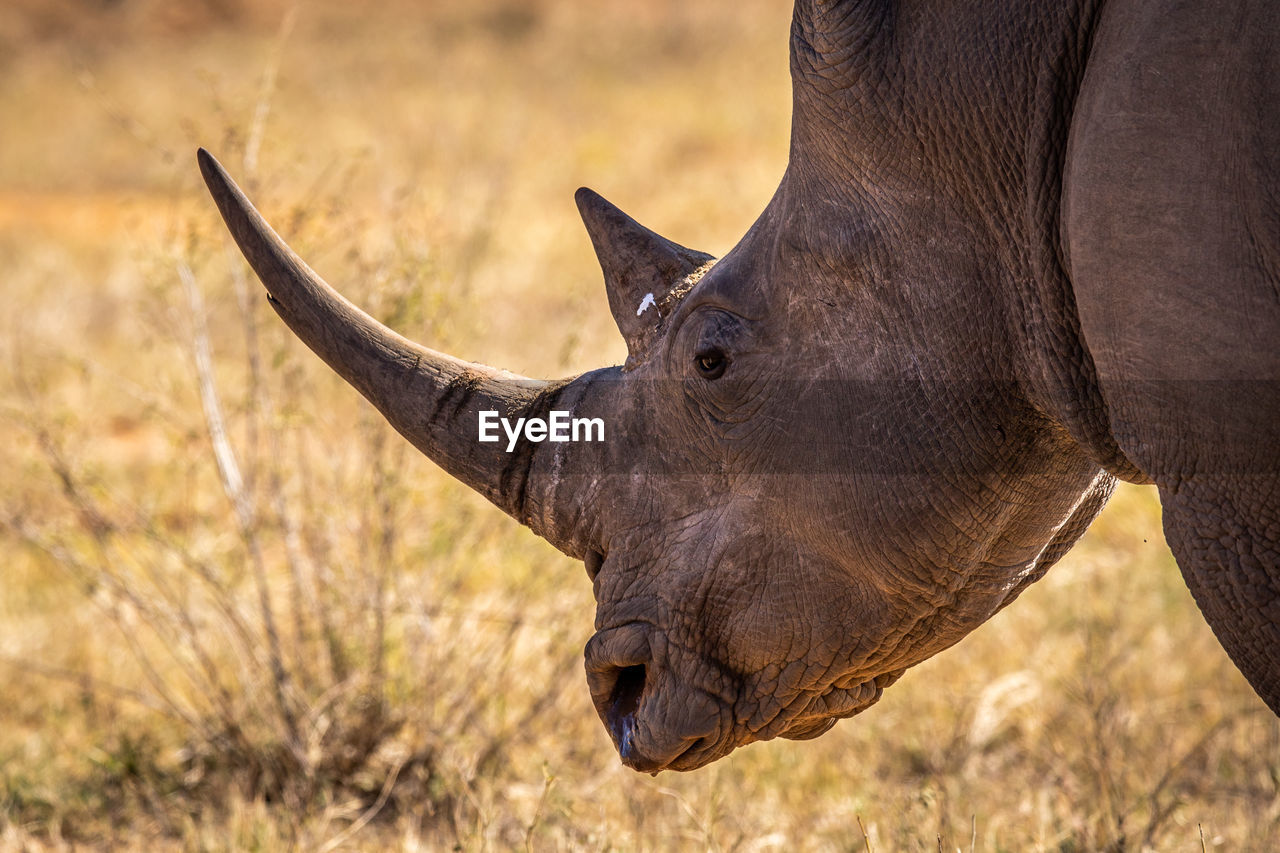 CLOSE-UP OF HORSE