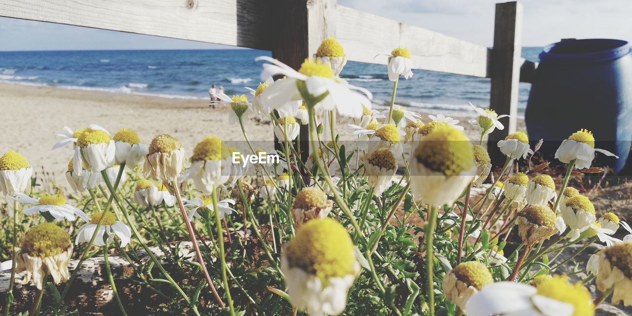 CLOSE-UP OF YELLOW FLOWERING PLANT IN SEA