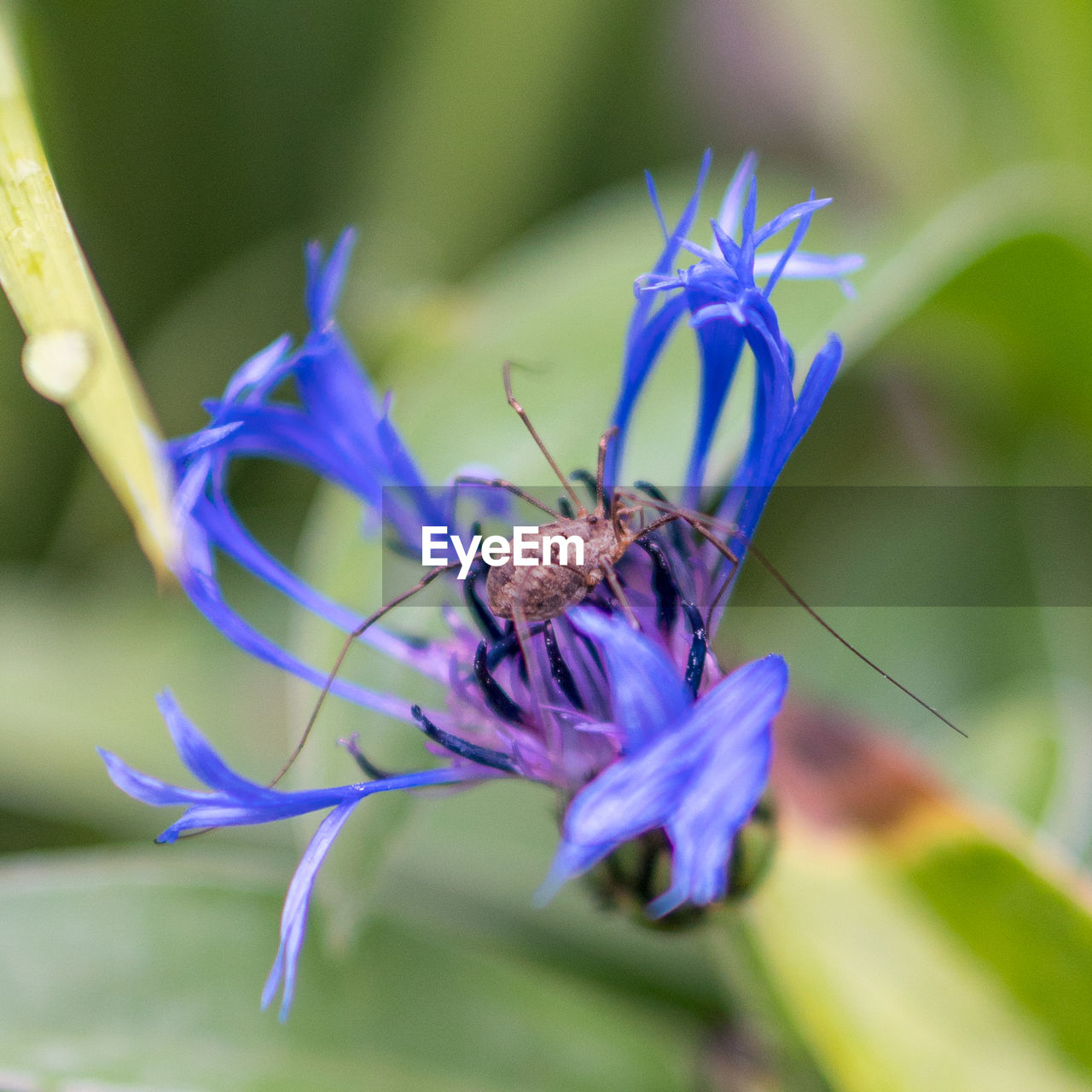 CLOSE-UP OF BUTTERFLY POLLINATING ON FLOWER