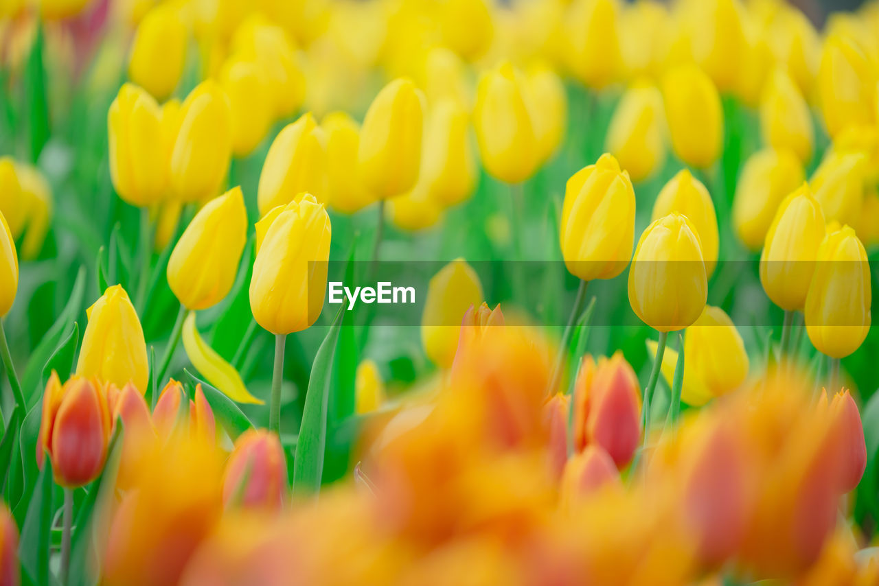 CLOSE-UP OF YELLOW TULIPS