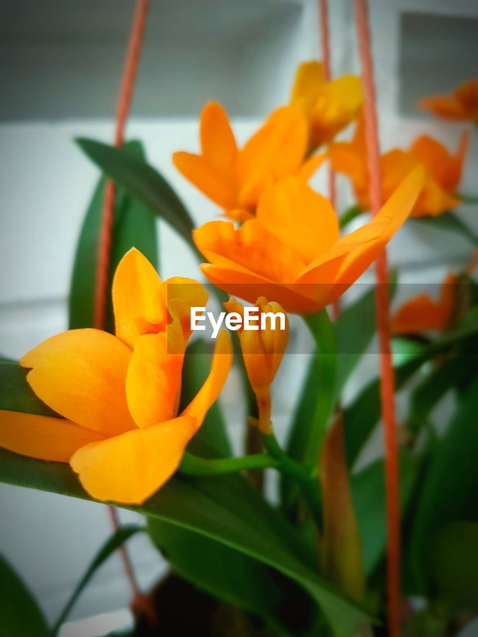 CLOSE-UP OF ORANGE FLOWERS