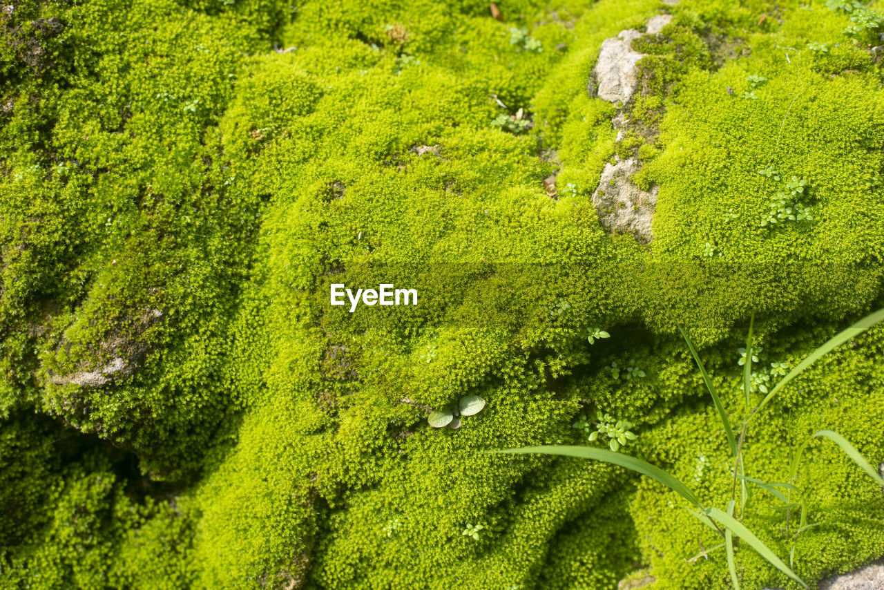 HIGH ANGLE VIEW OF GREEN TREE