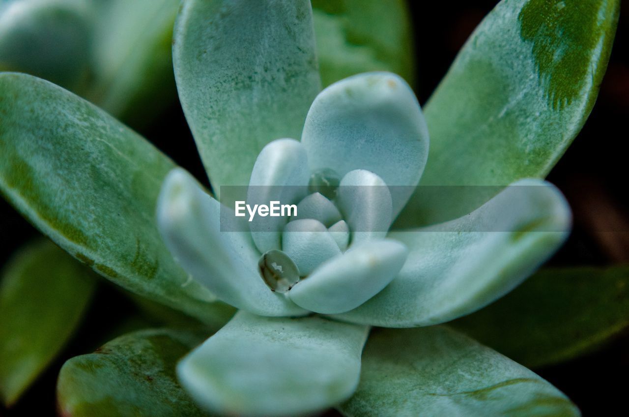 Close-up of succulent plant