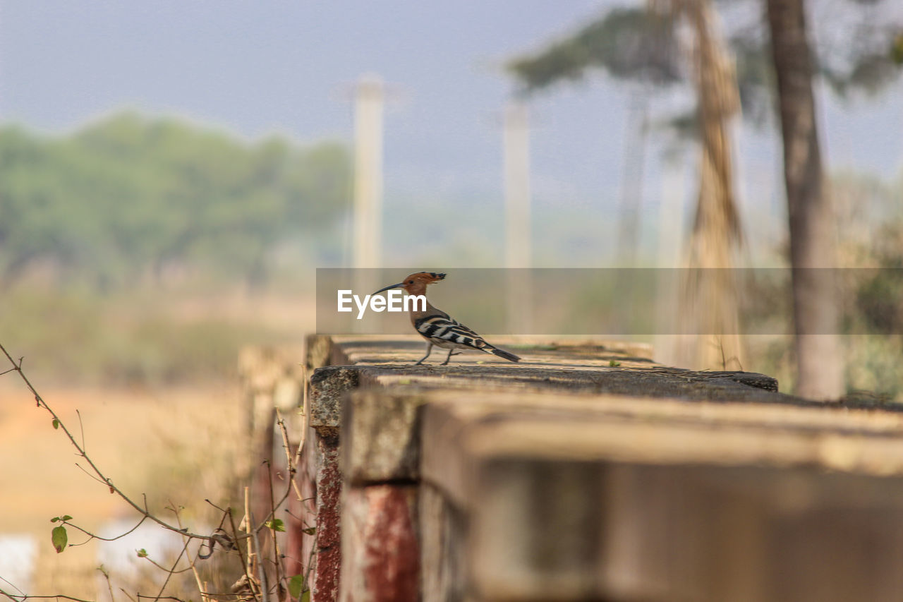 SIDE VIEW OF BIRD PERCHING ON WOODEN POST