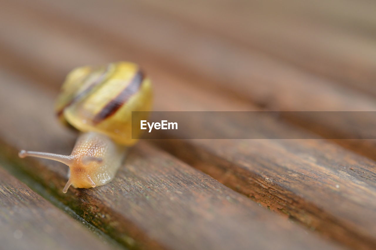 snail, animal themes, animal wildlife, animal, close-up, macro photography, wood, mollusk, gastropod, selective focus, one animal, snails and slugs, no people, wildlife, yellow, insect, boredom, shell, nature, animal shell, macro, crawling, animal body part, day, outdoors