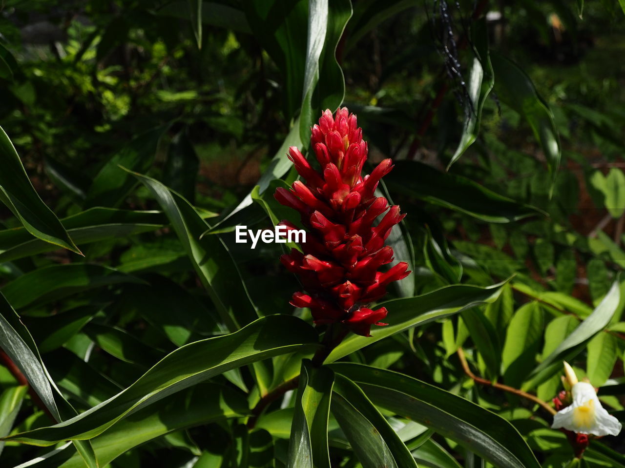 Close-up of red flowering plant