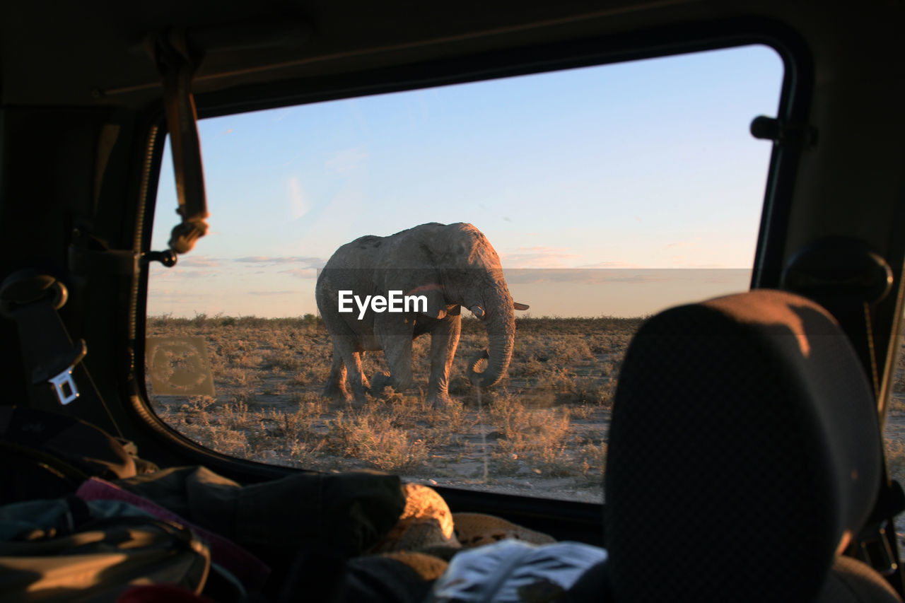 Elephant walking on land seen through car window