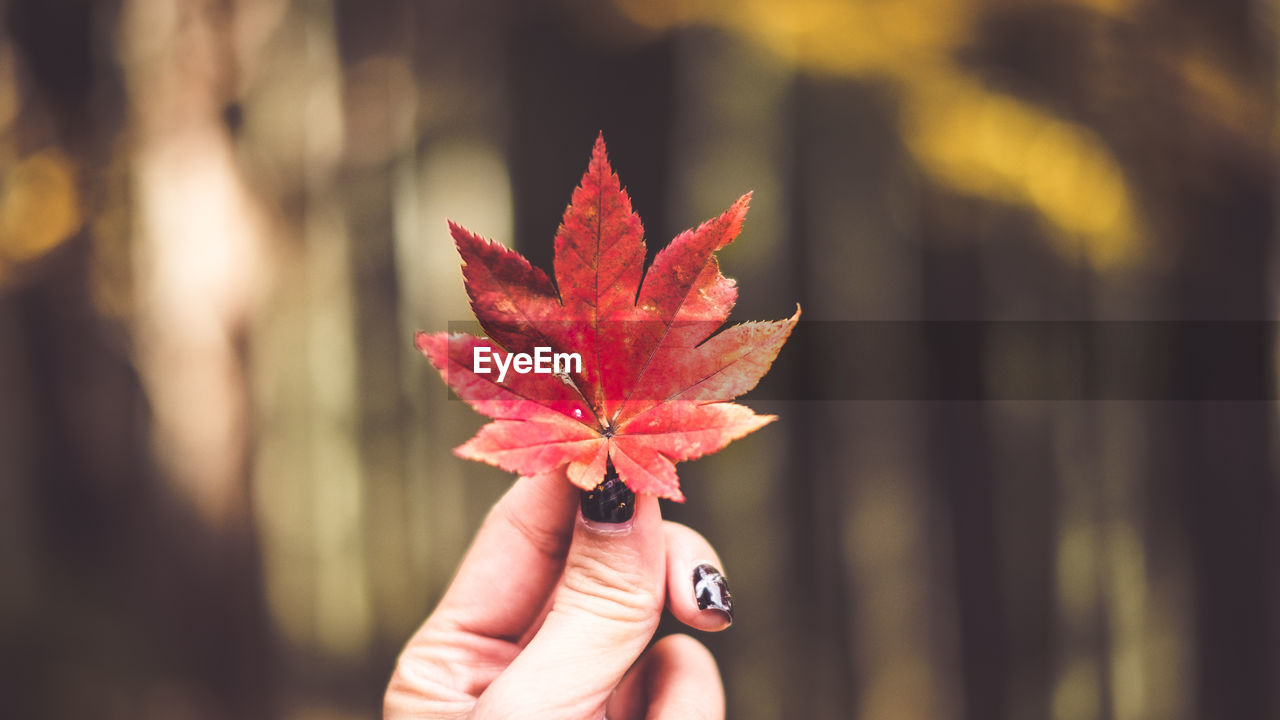 Close-up of woman holding maple leaf during autumn