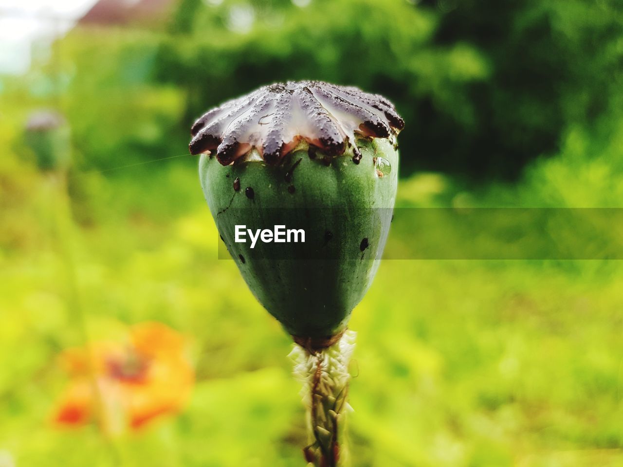 Close-up of poppy bud growing on field