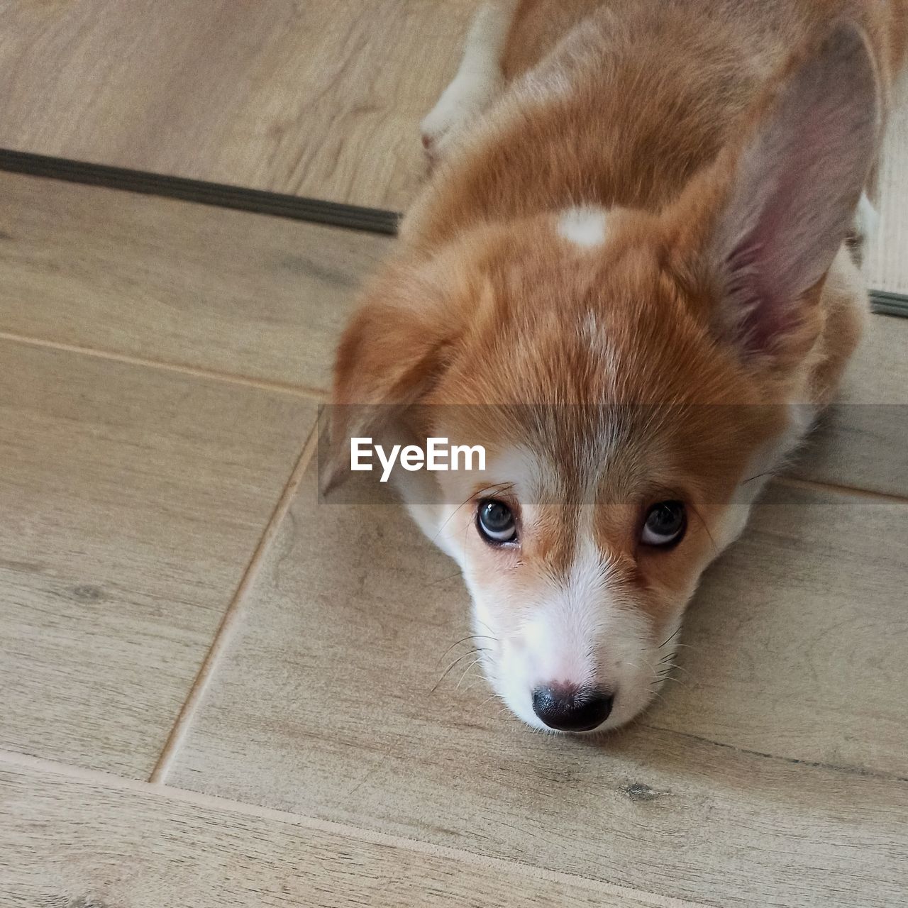 HIGH ANGLE PORTRAIT OF A DOG ON FLOOR