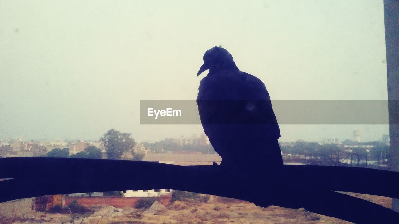 SILHOUETTE OF BIRD ON MAN AGAINST SKY