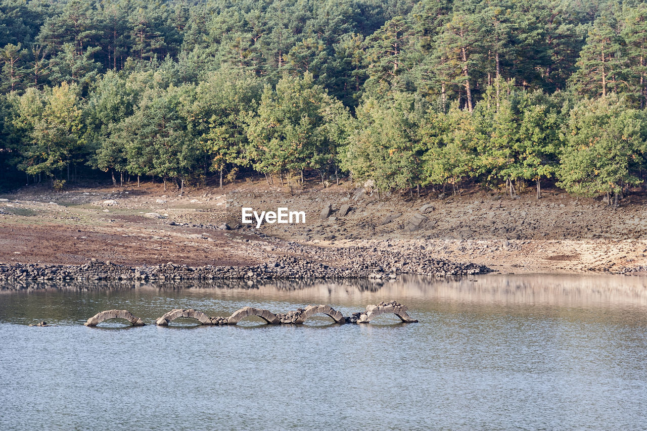 BIRDS IN A LAKE