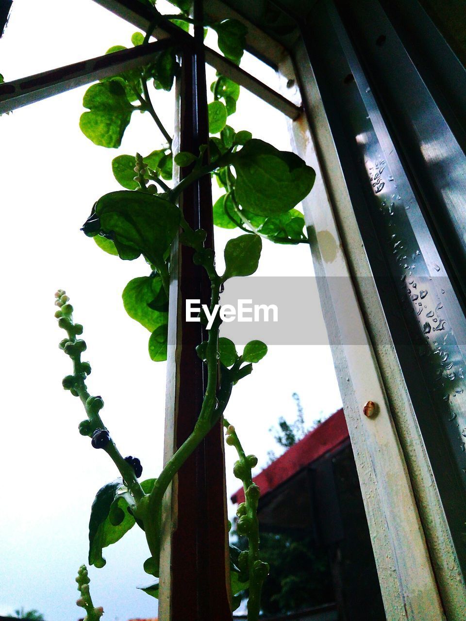 LOW ANGLE VIEW OF PLANT HANGING ON WINDOW