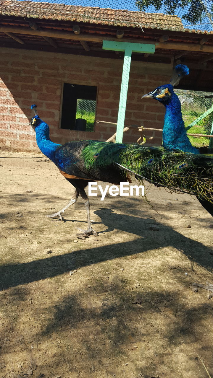 Close-up of peacock perching outdoors