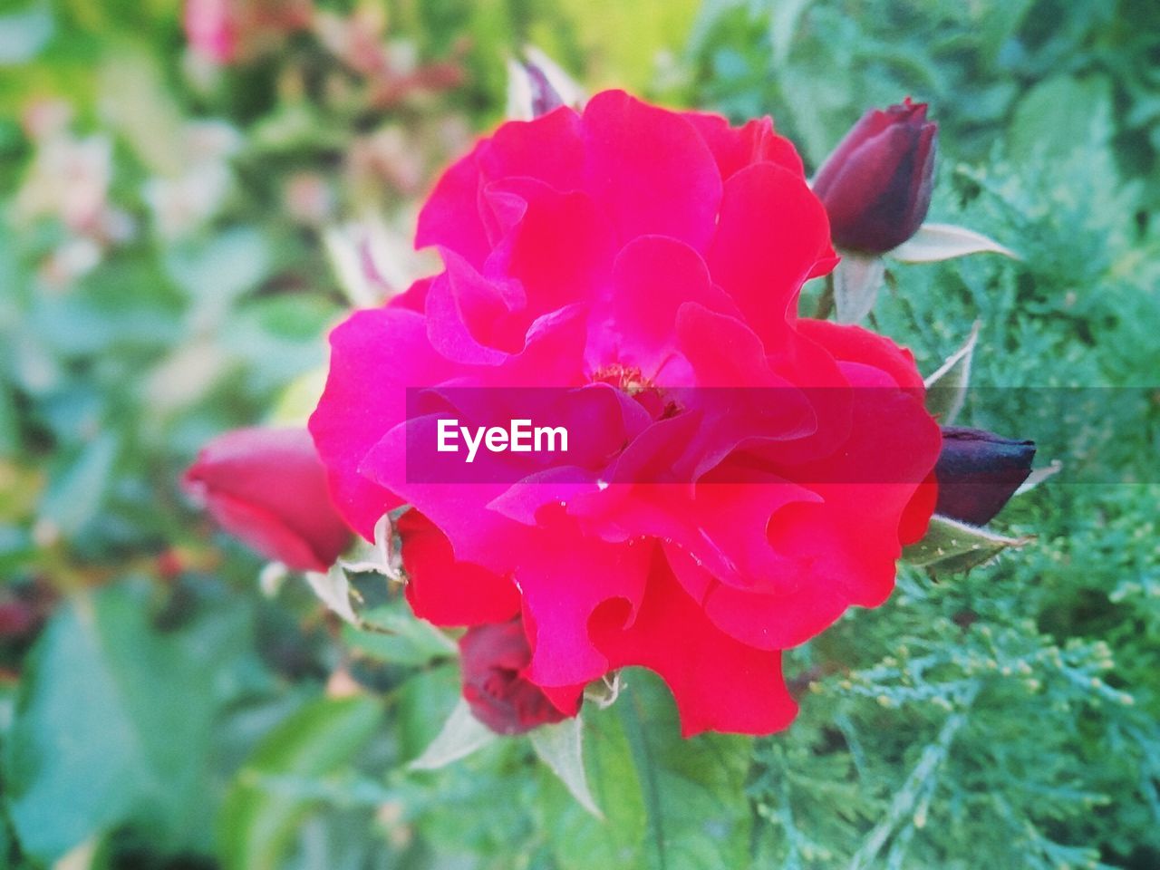 CLOSE-UP OF RED FLOWERS