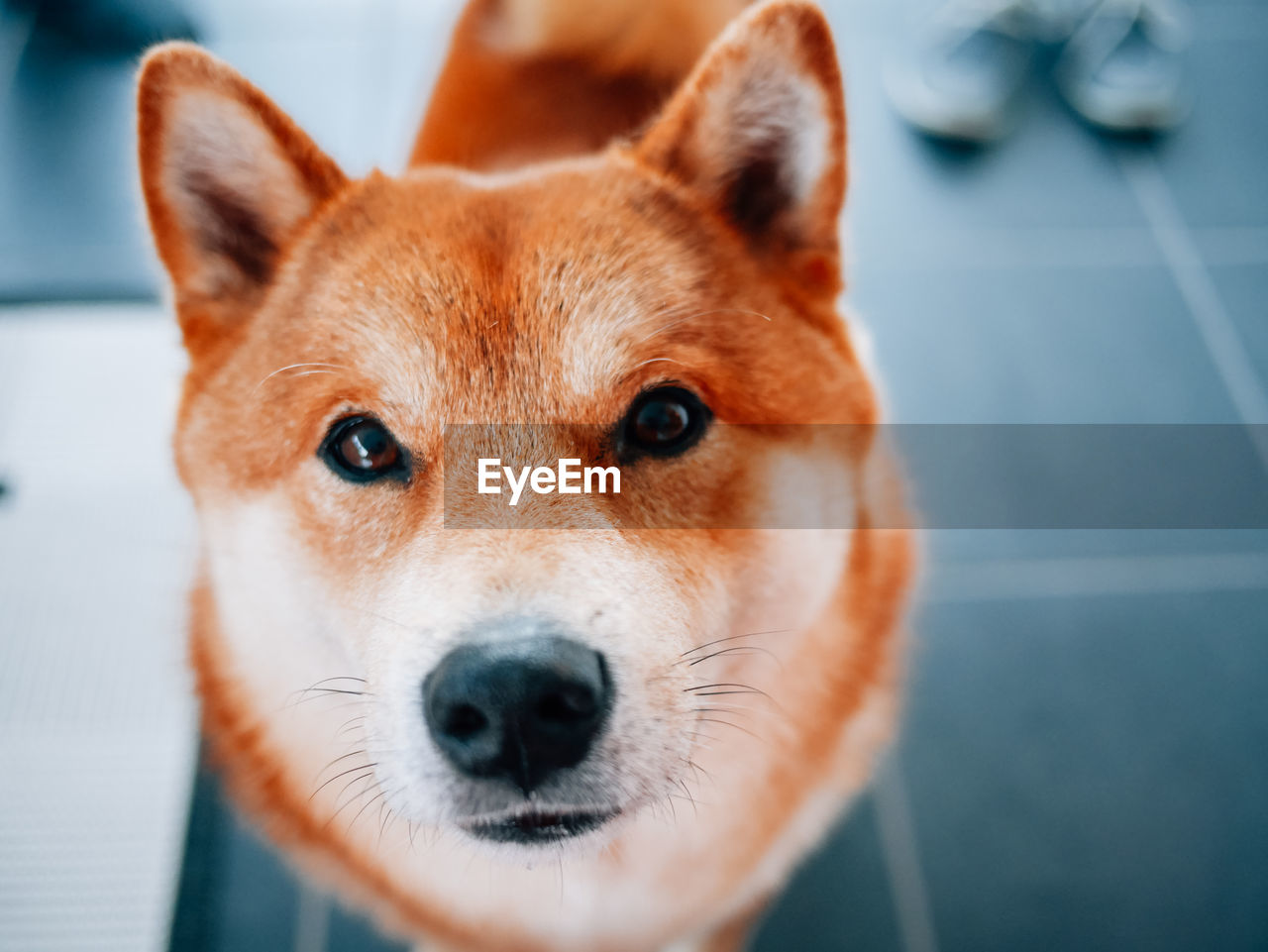 Close-up portrait of dog